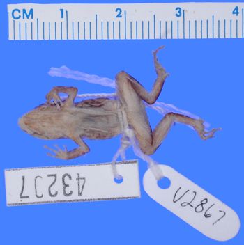 Media type: image; Herpetology A-43207